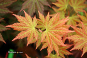 - Acer shirasawanum 'Mirte' Full Moon Japanese Maple - Mr Maple │ Buy Japanese Maple Trees