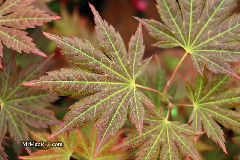 - Acer shirasawanum 'Mirte' Full Moon Japanese Maple - Mr Maple │ Buy Japanese Maple Trees