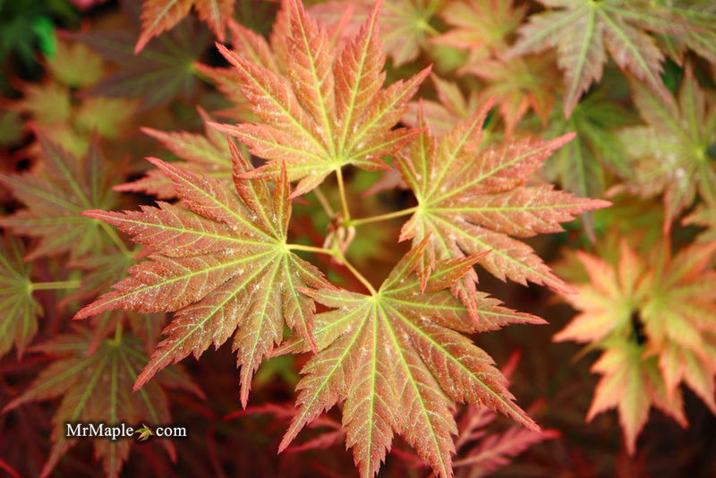 - Acer shirasawanum 'Mirte' Full Moon Japanese Maple - Mr Maple │ Buy Japanese Maple Trees