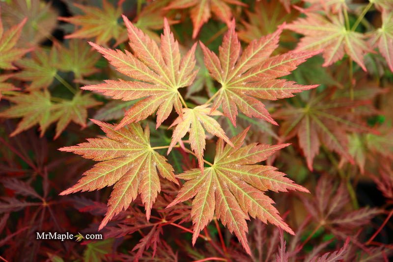 - Acer shirasawanum 'Mirte' Full Moon Japanese Maple - Mr Maple │ Buy Japanese Maple Trees