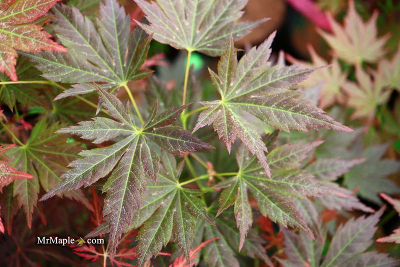 - Acer shirasawanum 'Mirte' Full Moon Japanese Maple - Mr Maple │ Buy Japanese Maple Trees