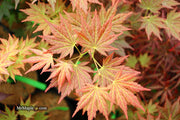 - Acer shirasawanum 'Mirte' Full Moon Japanese Maple - Mr Maple │ Buy Japanese Maple Trees