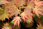 - Acer shirasawanum 'Mirte' Full Moon Japanese Maple - Mr Maple │ Buy Japanese Maple Trees