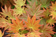 - Acer shirasawanum 'Mirte' Full Moon Japanese Maple - Mr Maple │ Buy Japanese Maple Trees