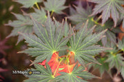 - Acer shirasawanum 'Mirte' Full Moon Japanese Maple - Mr Maple │ Buy Japanese Maple Trees