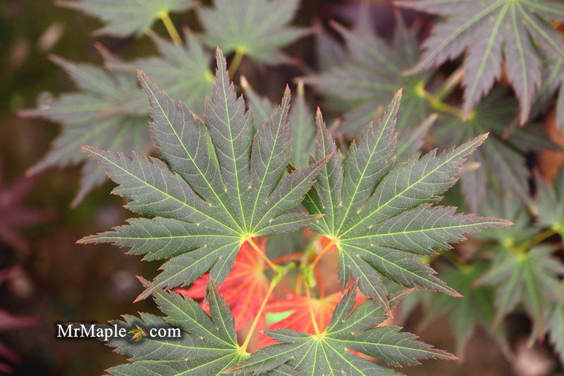 - Acer shirasawanum 'Mirte' Full Moon Japanese Maple - Mr Maple │ Buy Japanese Maple Trees
