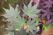 - Acer shirasawanum 'Mirte' Full Moon Japanese Maple - Mr Maple │ Buy Japanese Maple Trees