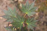 - Acer shirasawanum 'Mirte' Full Moon Japanese Maple - Mr Maple │ Buy Japanese Maple Trees