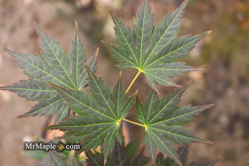 - Acer shirasawanum 'Mirte' Full Moon Japanese Maple - Mr Maple │ Buy Japanese Maple Trees