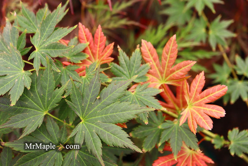 - Acer shirasawanum 'Mirte' Full Moon Japanese Maple - Mr Maple │ Buy Japanese Maple Trees