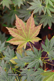 - Acer shirasawanum 'Mirte' Full Moon Japanese Maple - Mr Maple │ Buy Japanese Maple Trees