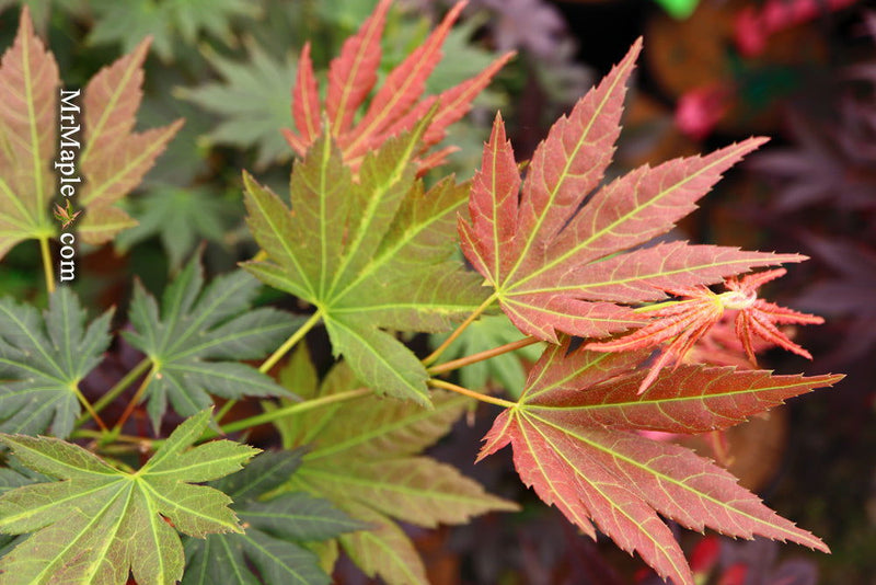 - Acer shirasawanum 'Mirte' Full Moon Japanese Maple - Mr Maple │ Buy Japanese Maple Trees