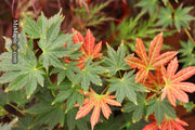 - Acer shirasawanum 'Mirte' Full Moon Japanese Maple - Mr Maple │ Buy Japanese Maple Trees