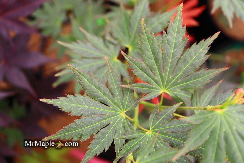 - Acer shirasawanum 'Mirte' Full Moon Japanese Maple - Mr Maple │ Buy Japanese Maple Trees