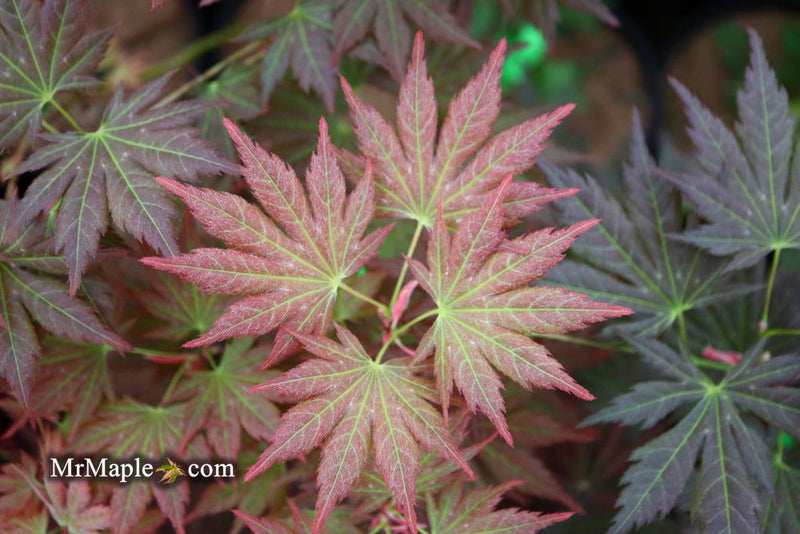 - Acer shirasawanum 'Mirte' Full Moon Japanese Maple - Mr Maple │ Buy Japanese Maple Trees