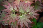 - Acer shirasawanum 'Mirte' Full Moon Japanese Maple - Mr Maple │ Buy Japanese Maple Trees