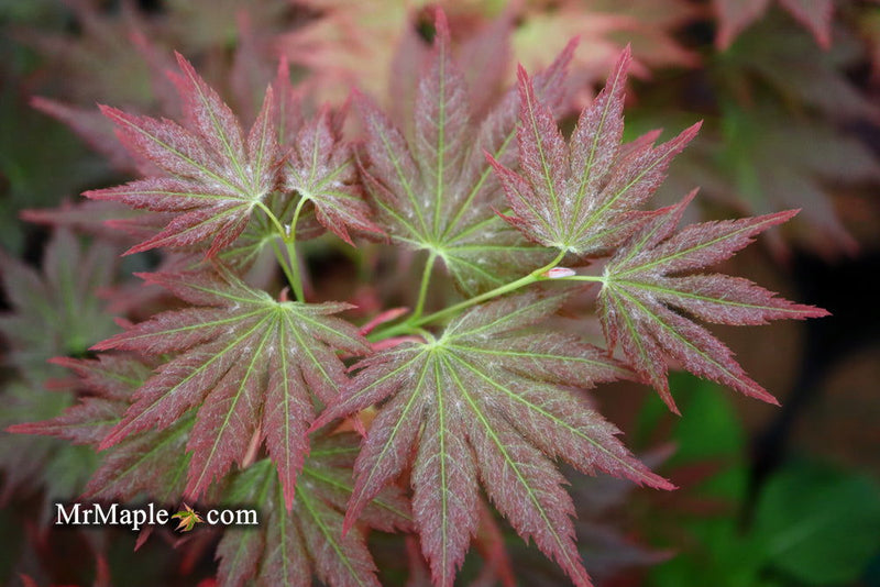 - Acer shirasawanum 'Mirte' Full Moon Japanese Maple - Mr Maple │ Buy Japanese Maple Trees