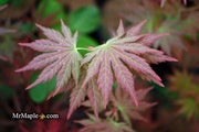 - Acer shirasawanum 'Mirte' Full Moon Japanese Maple - Mr Maple │ Buy Japanese Maple Trees