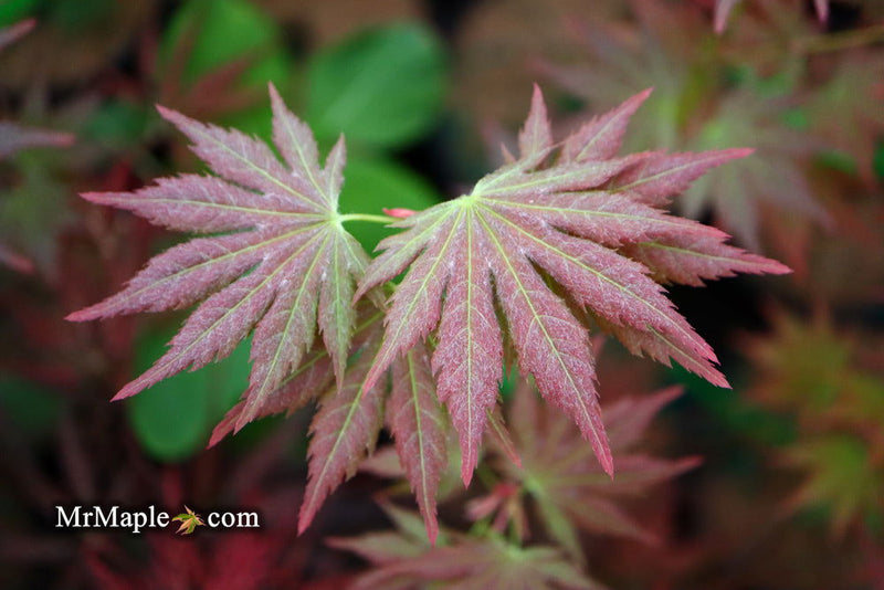 - Acer shirasawanum 'Mirte' Full Moon Japanese Maple - Mr Maple │ Buy Japanese Maple Trees