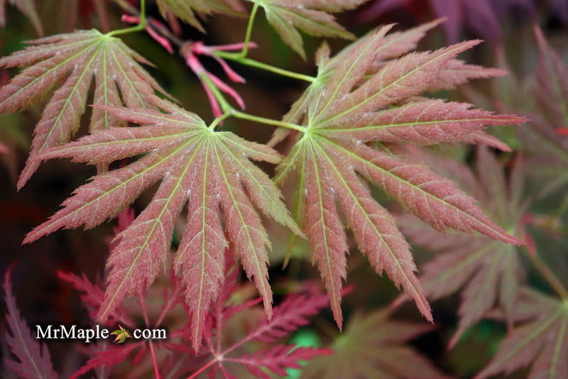 - Acer shirasawanum 'Mirte' Full Moon Japanese Maple - Mr Maple │ Buy Japanese Maple Trees