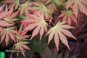 - Acer shirasawanum 'Mirte' Full Moon Japanese Maple - Mr Maple │ Buy Japanese Maple Trees