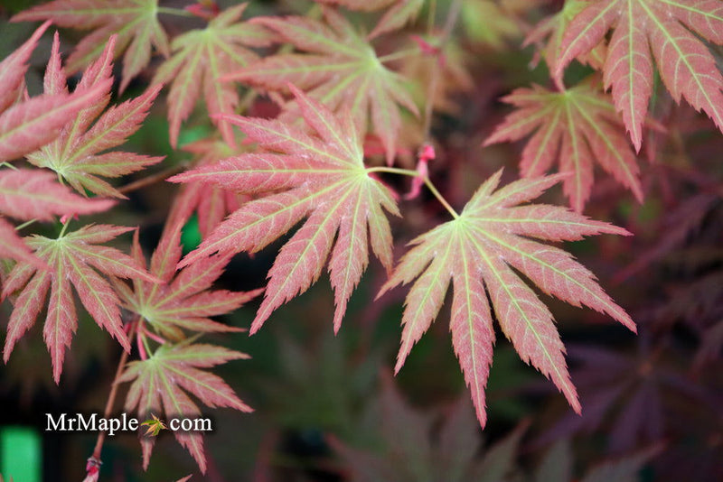 - Acer shirasawanum 'Mirte' Full Moon Japanese Maple - Mr Maple │ Buy Japanese Maple Trees