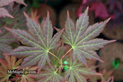 - Acer shirasawanum 'Mirte' Full Moon Japanese Maple - Mr Maple │ Buy Japanese Maple Trees