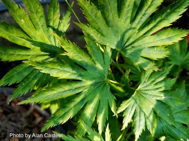 - Acer shirasawanum 'Mr. Sun' Dwarf Full Moon Japanese Maple - Mr Maple │ Buy Japanese Maple Trees