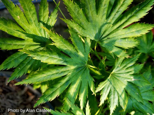 '- Acer shirasawanum 'Mr. Sun' Dwarf Full Moon Japanese Maple - Mr Maple │ Buy Japanese Maple Trees