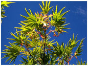 - Acer shirasawanum 'Mr. Sun' Dwarf Full Moon Japanese Maple - Mr Maple │ Buy Japanese Maple Trees