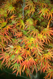 - Acer shirasawanum 'Mr. Sun' Dwarf Full Moon Japanese Maple - Mr Maple │ Buy Japanese Maple Trees