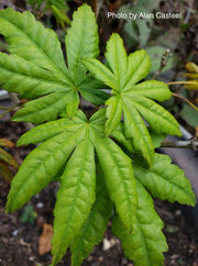 - Acer shirasawanum 'Mr. Sun' Dwarf Full Moon Japanese Maple - Mr Maple │ Buy Japanese Maple Trees