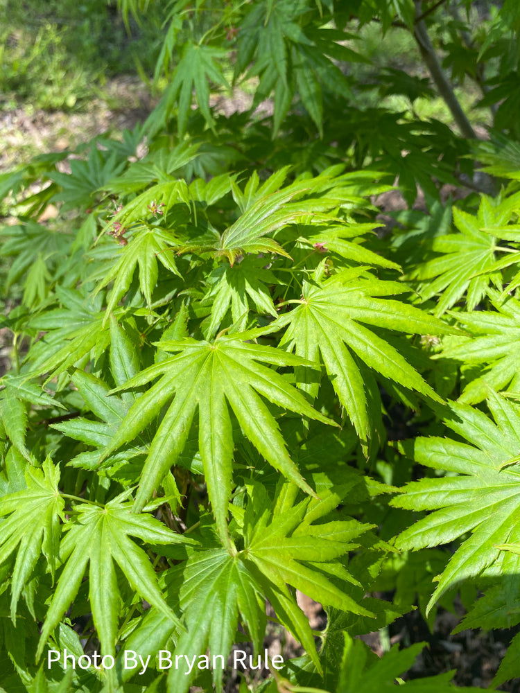 - Acer shirasawanum 'Mr. Sun' Dwarf Full Moon Japanese Maple - Mr Maple │ Buy Japanese Maple Trees