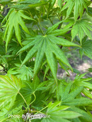 - Acer shirasawanum 'Mr. Sun' Dwarf Full Moon Japanese Maple - Mr Maple │ Buy Japanese Maple Trees