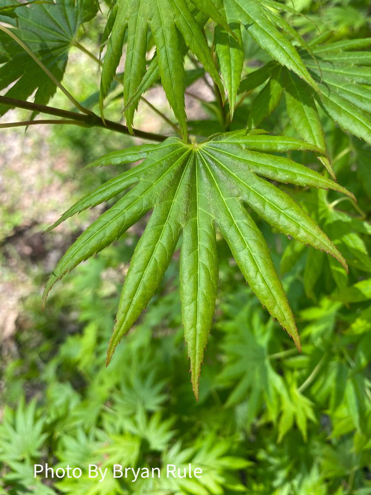 maple　笑主70点 Buy Acer shirasawanum '6910' Full Moon Japanese Maple — Mr