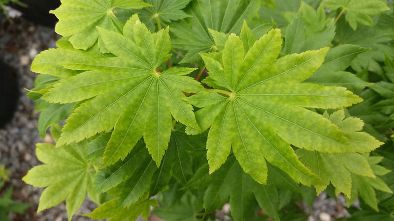 - Acer shirasawanum 'Nikko' Full Moon Japanese Maple - Mr Maple │ Buy Japanese Maple Trees