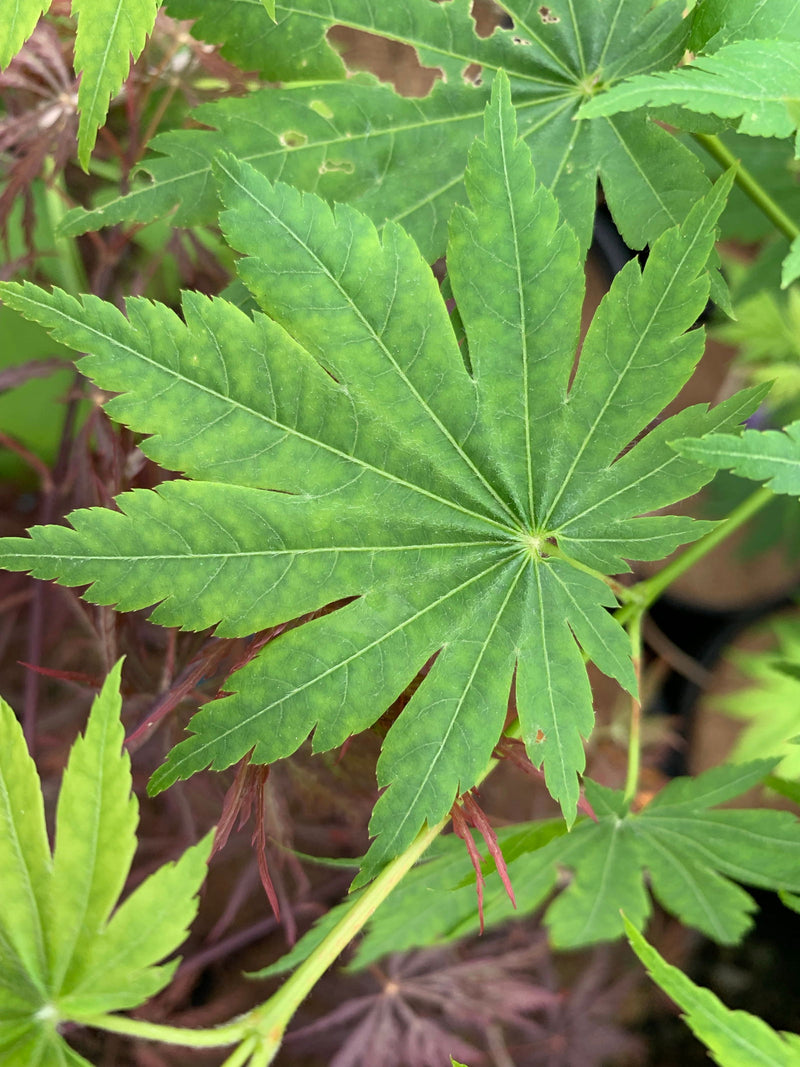 - Acer shirasawanum 'Nikko' Full Moon Japanese Maple - Mr Maple │ Buy Japanese Maple Trees