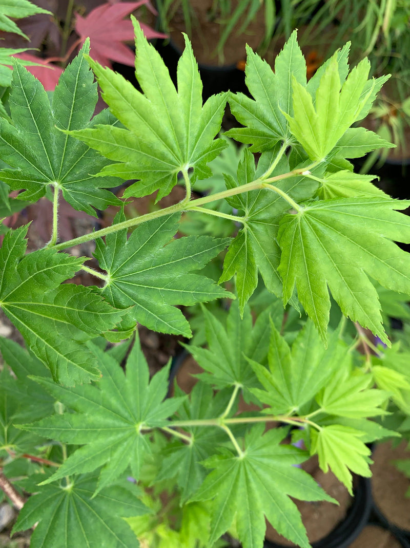 - Acer shirasawanum 'Nikko' Full Moon Japanese Maple - Mr Maple │ Buy Japanese Maple Trees