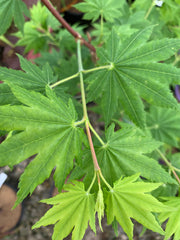 - Acer shirasawanum 'Nikko' Full Moon Japanese Maple - Mr Maple │ Buy Japanese Maple Trees