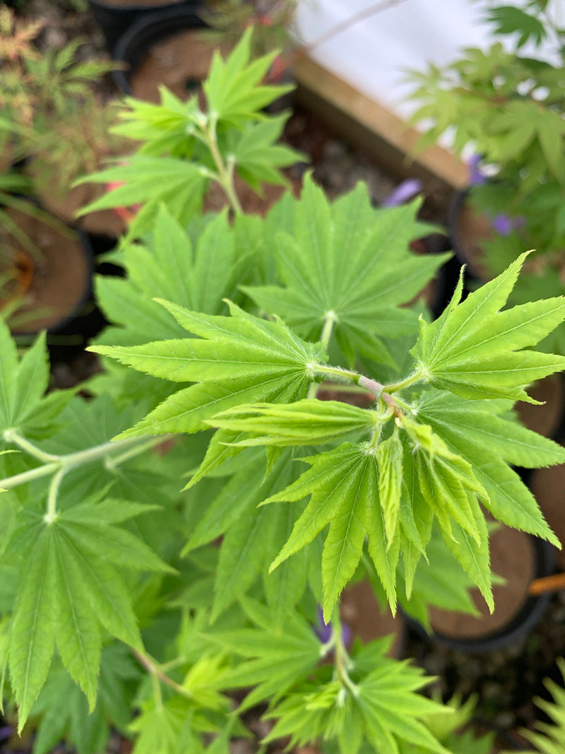 - Acer shirasawanum 'Nikko' Full Moon Japanese Maple - Mr Maple │ Buy Japanese Maple Trees