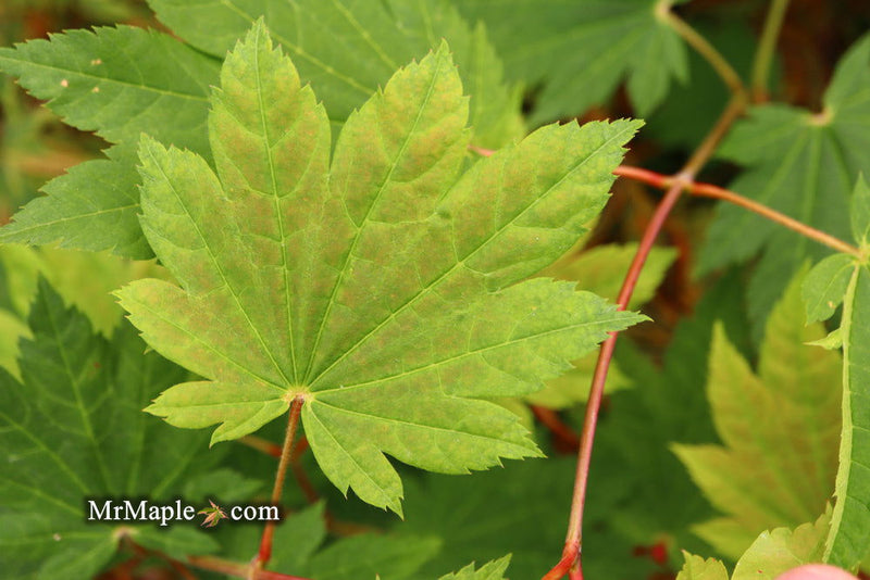 - Acer shirasawanum 'Ogi no sen' Japanese Maple - Mr Maple │ Buy Japanese Maple Trees