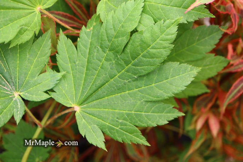 - Acer shirasawanum 'Ogi no sen' Japanese Maple - Mr Maple │ Buy Japanese Maple Trees