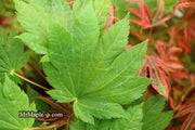 - Acer shirasawanum 'Ogi no sen' Japanese Maple - Mr Maple │ Buy Japanese Maple Trees