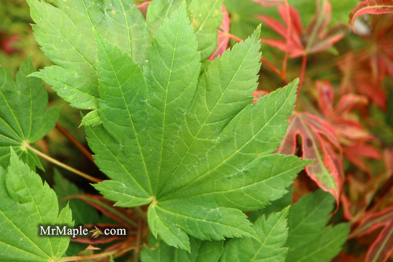 - Acer shirasawanum 'Ogi no sen' Japanese Maple - Mr Maple │ Buy Japanese Maple Trees