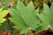 - Acer shirasawanum 'Ogi no sen' Japanese Maple - Mr Maple │ Buy Japanese Maple Trees