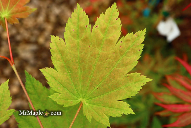 - Acer shirasawanum 'Ogi no sen' Japanese Maple - Mr Maple │ Buy Japanese Maple Trees
