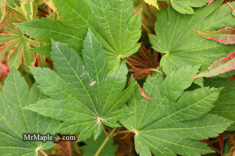 - Acer shirasawanum 'Ogi no sen' Japanese Maple - Mr Maple │ Buy Japanese Maple Trees