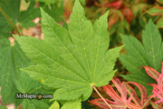 - Acer shirasawanum 'Ogi no sen' Japanese Maple - Mr Maple │ Buy Japanese Maple Trees