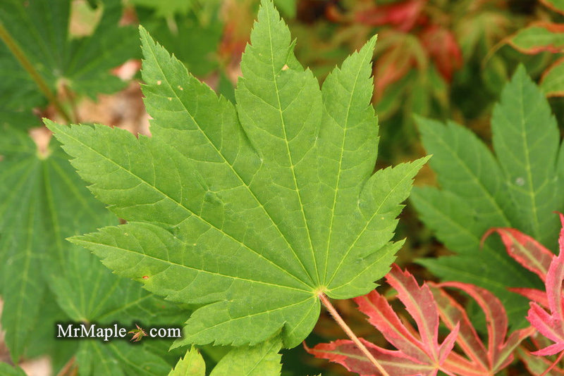 - Acer shirasawanum 'Ogi no sen' Japanese Maple - Mr Maple │ Buy Japanese Maple Trees
