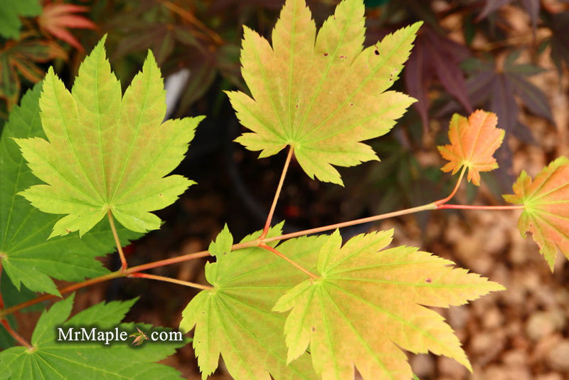 - Acer shirasawanum 'Ogi no sen' Japanese Maple - Mr Maple │ Buy Japanese Maple Trees